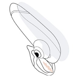 Start with choosing the perfect size of stimulator head to fit your unique body. Press the on button and make sure the PREMIUM eco vibrating clit toy is in contact with your skin. Beginning with the lowest setting, place the PREMIUM eco clit vibrator on your clitoris and explore the different intensity levels.